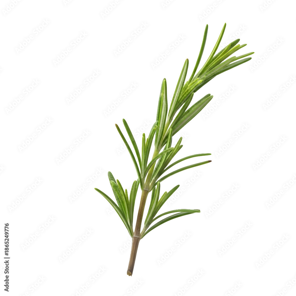 Obraz premium Fresh Rosemary Sprig Isolated on White Background, Fragrant Culinary Herb for Seasoning and Roasting