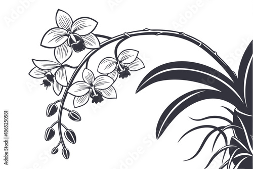 Elegant black and white illustration of a beautiful orchid branch with blooming flowers and developing buds isolated on white background