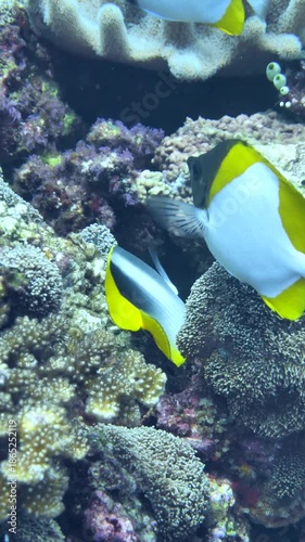 Tight formation of pyramid and Pacific double-saddle butterflyfish seen among corals at Red Cliff, Manuk, Maluku, Indonesia.