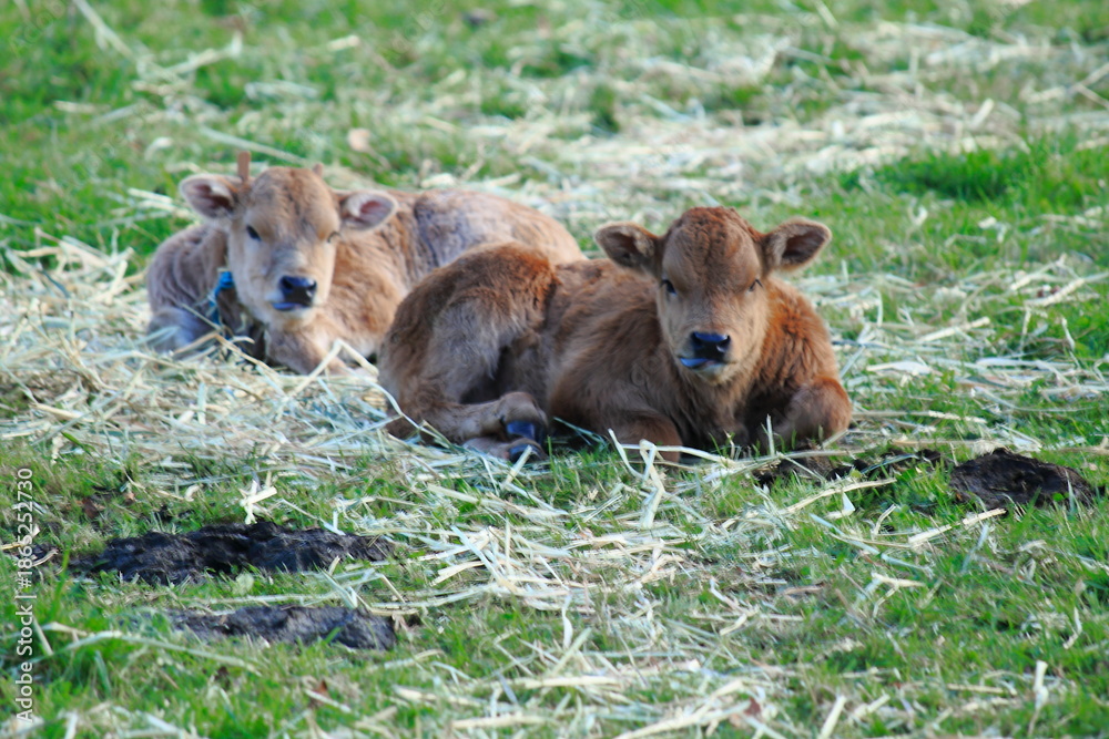 Fototapeta premium Observadoras