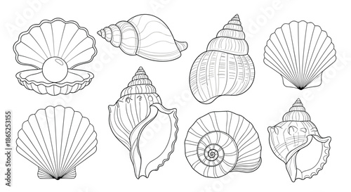 Set of detailed black and white line art illustrations of different seashells including scallops, snails, and a clam with a pearl inside.