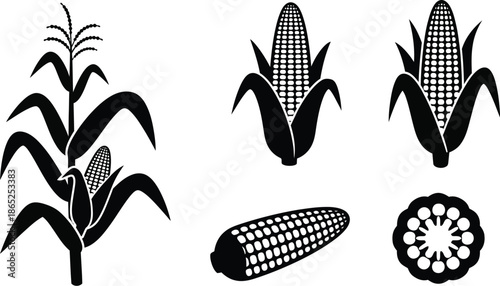 Black corn stalks and kernels in various forms on transparent background silhouette
