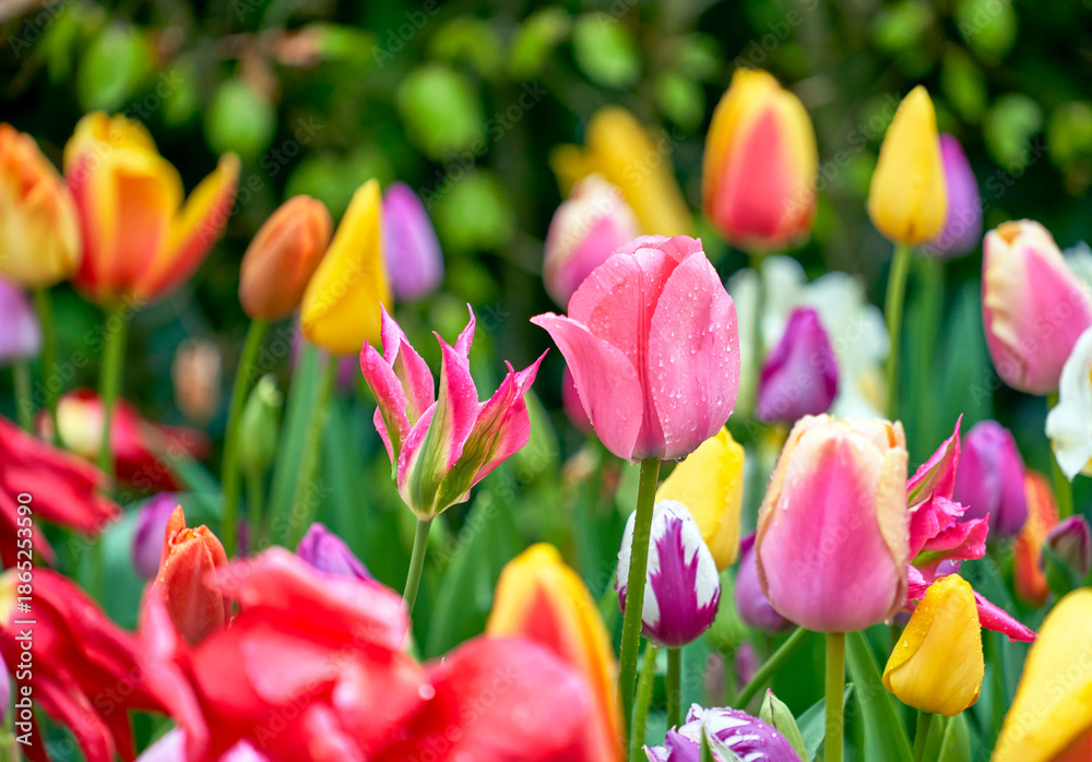 Fototapeta premium Various sorts of colorful tulips in spring blossom