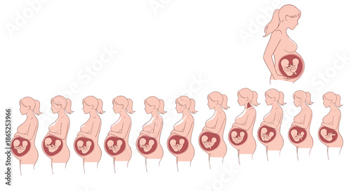 Pregnancy progression chart showing the development of twins in a woman's womb over nine months.