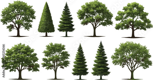 Collection of green trees vector illustrations, different types of deciduous and coniferous trees, nature, forest, landscape, environment, isolated