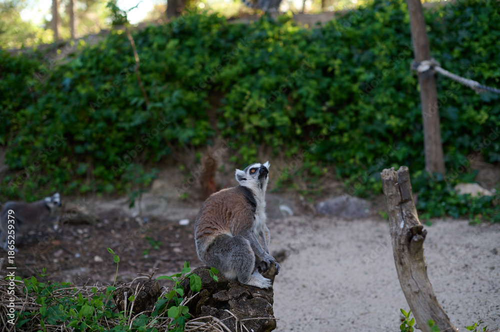 Fototapeta premium Ring-tailed lemur sitting on a wooden branch in a natural park environment