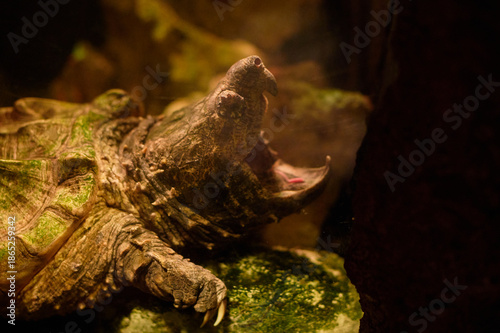 Alligator snapping turtle with open jaws on a mossy rock in a naturalistic habitat