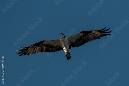 Osprey soaring with wings fully spread against deep blue sky
