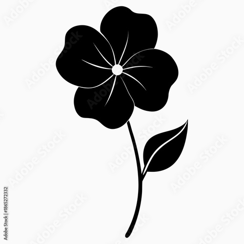 honesty flower lunaria annua on white background 