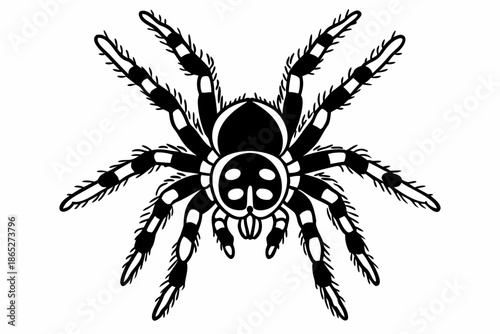 Detailed Black and White Spider Illustration
