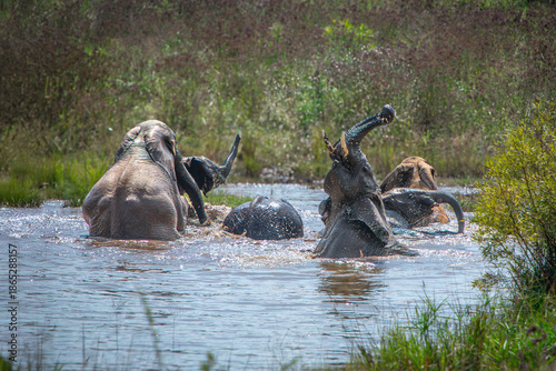 Playful Elephants
