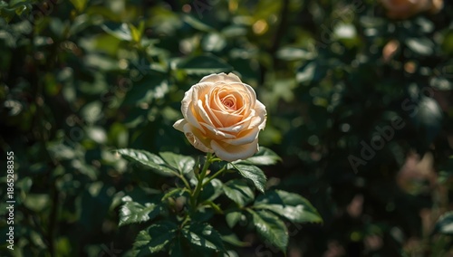 English shrub rose with apricot-white petals, showcasing garden growth during springtime