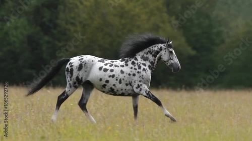 wild horse running