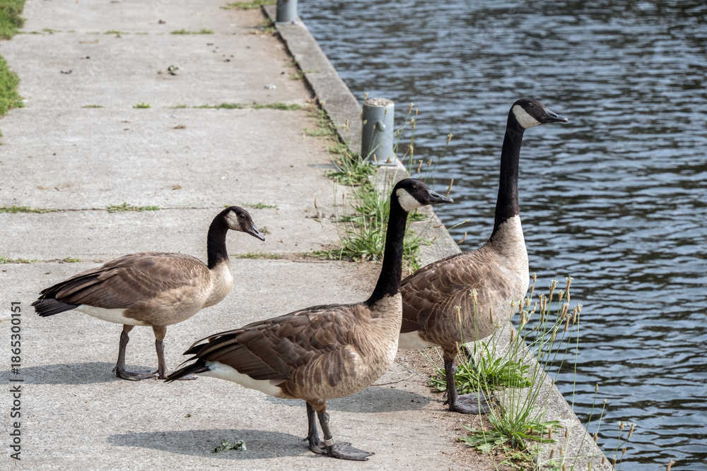 Fototapeta premium Geese in formation