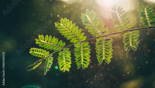 Delicate green pinnate leaf branch with tiny spiderwebs is illuminated by warm golden hour sunlight, creating a magical bokeh effect on a dark, dreamy background