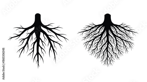 Illustration of two detailed tree root systems displayed in a black and white graphic