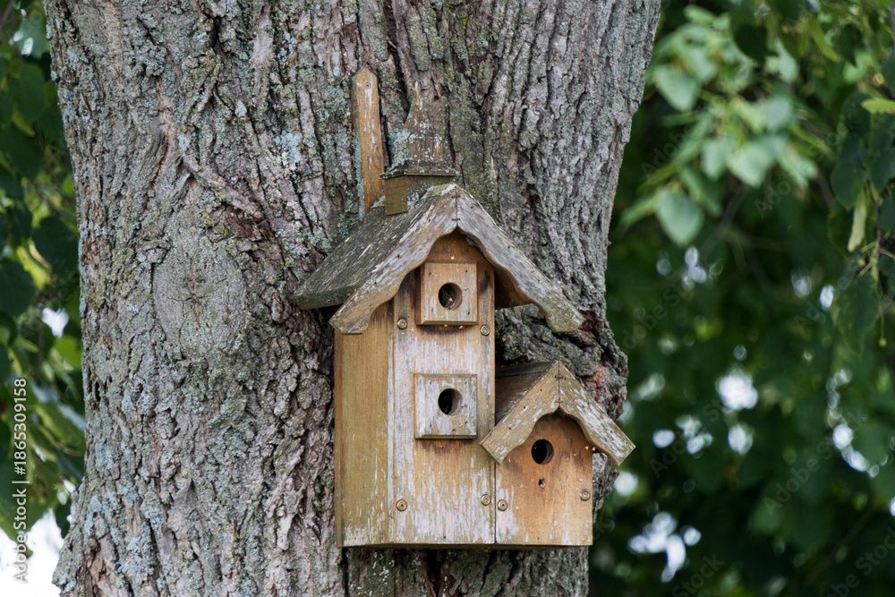 Fototapeta premium birdhouse on tree