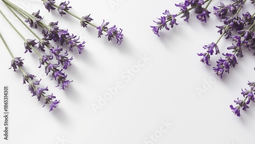 Lavender flowers isolated on background, suitable for botanical pattern layouts