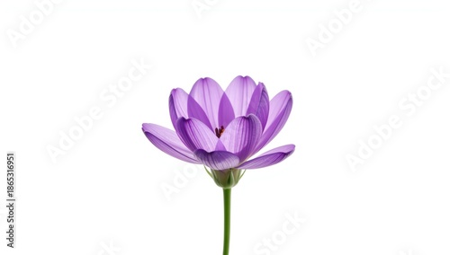 Purple flower isolated on white background, ideal for botanical pattern layering and editorial headers