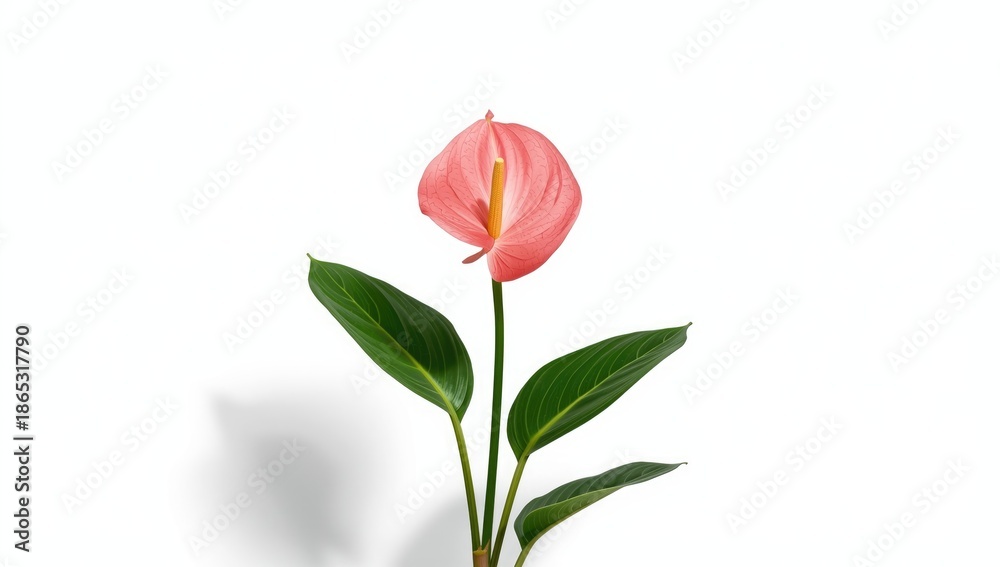 Fototapeta premium Pink flamingo and vibrant Anthurium flower isolated on white, emphasizing decorative floral arrangement