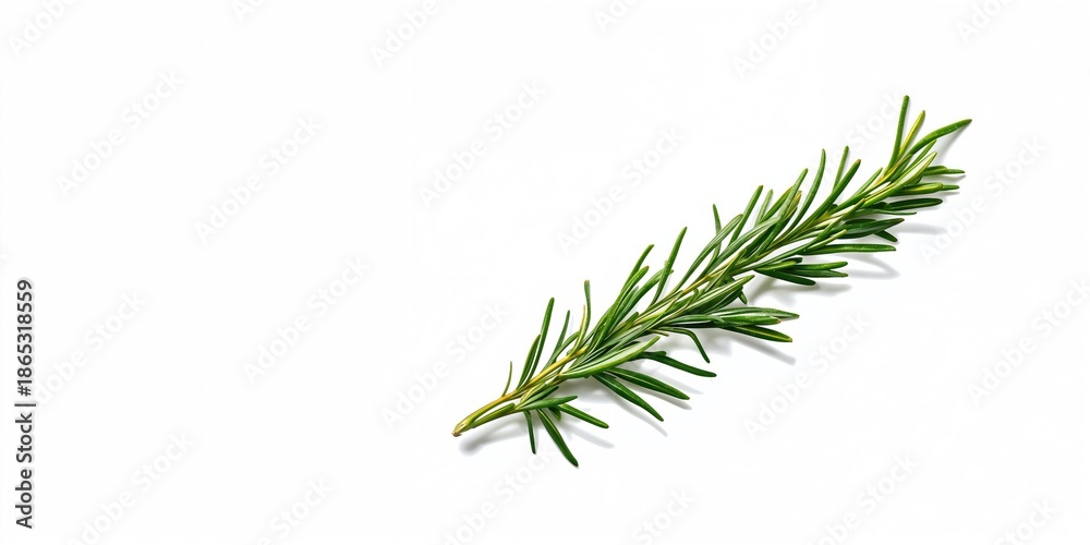 Fototapeta premium Fresh rosemary twig on white background used for culinary seasoning, herb identification