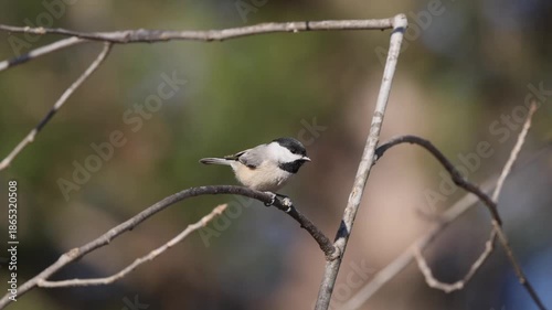 Carolina chickadee perched on bare limb eating seed clutched between feet. 