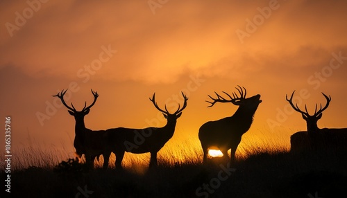 Silhouetted Red Deer During The Annual Deer Rut