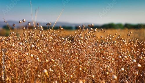 Capsules Of Dry Flax Seeds On A Field Ripe Dry Flax Linum Plants Before Harvesting