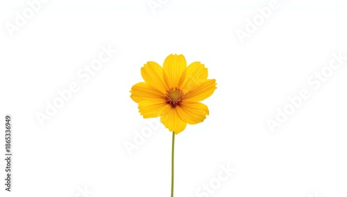 Wallpaper Mural Macro image of yellow Cosmos flower isolated on white, suitable for natural themes or editorial headers Torontodigital.ca