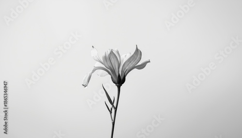 Wallpaper Mural Black and white background with honeysuckle flower, seasonal bloom, springtime nature, focus on plant structure Torontodigital.ca