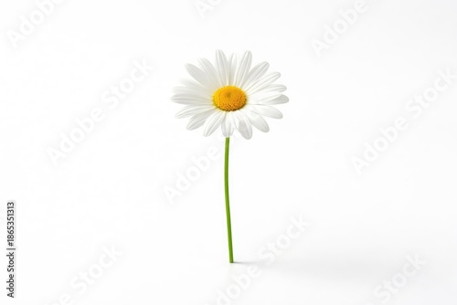 Lone daisy flower featuring...