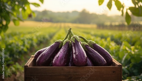 Farm scene with purple eggp...