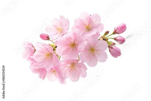 Isolated fresh pink cherry flowers contrasted by a smooth white background