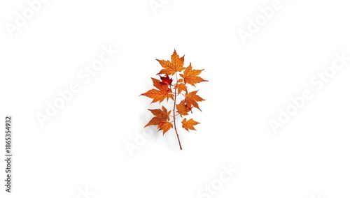 Fall-colored sugar maple le...