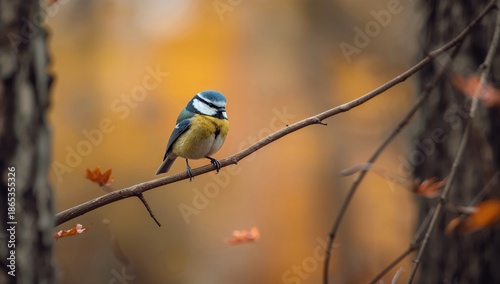 Blue tit bird resting on br...