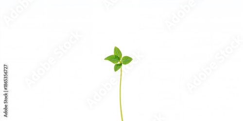 Close-up of a young green s...