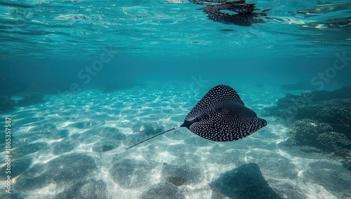 Stingray swimming near the ...
