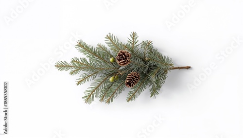 Fir branch with pine cones ...
