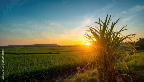 Sugar cane fields with dens...