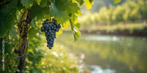 Ripe grapes growing along a...