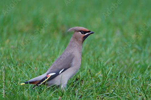 Bohemian waxwing (Bombycilla garrulus)
