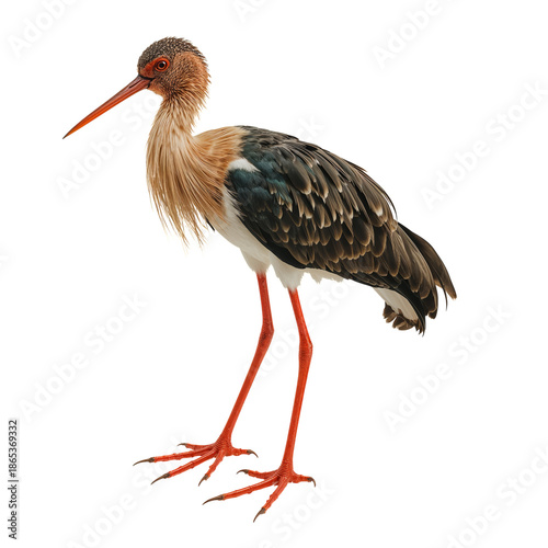 Stork Standing on Long Legs With Red Beak and Feathers in Natural Setting Dur...