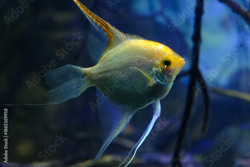 Slika na platnu Peixe-Acará-Bandeira Dourado Nadando em Aquário de Água Doce / Golden Angelfish