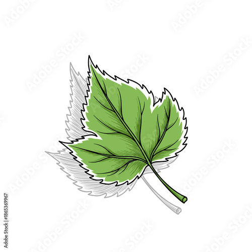 Detailed green leaf in engraving style for Veganuary, eco and natural lifestyle visuals