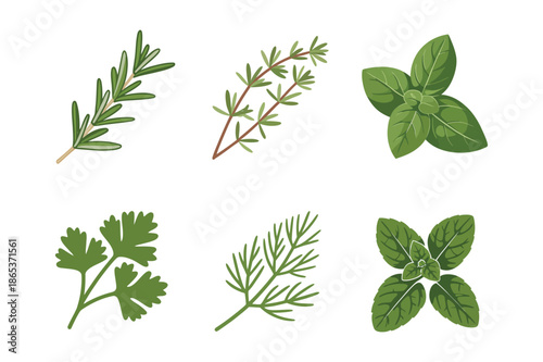 Culinary Herbs Set with Basil Rosemary Thyme and Parsley