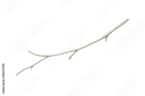 Dry white twig creating natural minimalist decor, isolated element with branches and bare wood, transparent background
