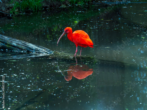 Scarlet ibis over water – exotic nature with copy space