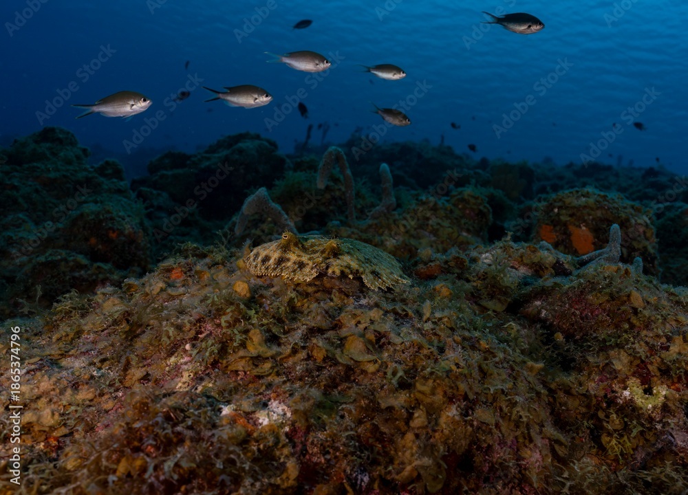 Fototapeta premium PEACOCK FLOUNDER(Bothus lunatus)