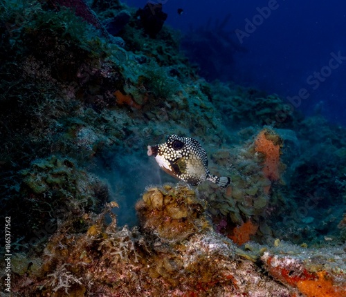 SMOOTH TRUNKFISH (Lactophrys triqueter)