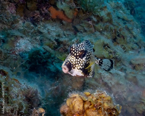 SMOOTH TRUNKFISH (Lactophrys triqueter)